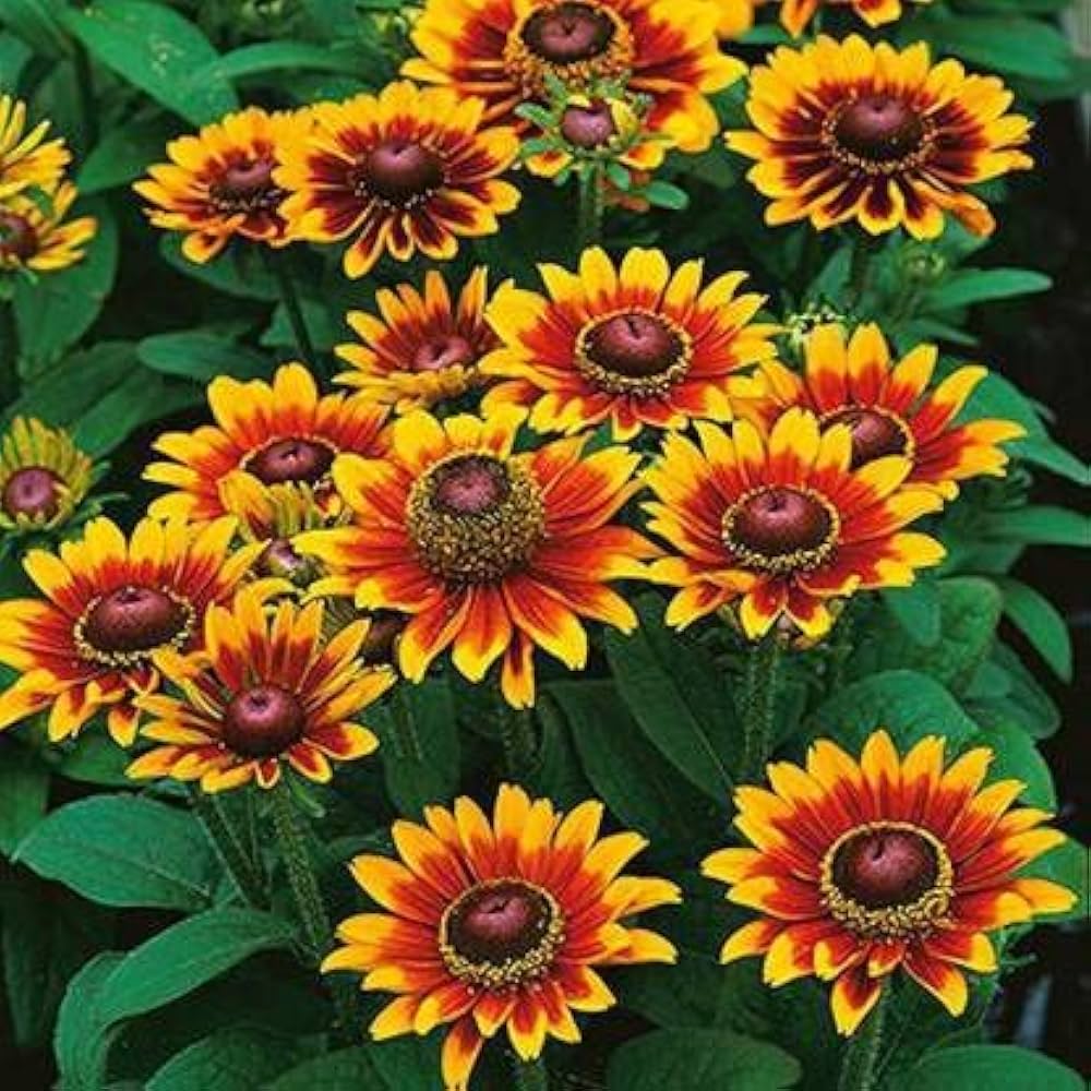rudbeckia hirta flower seeds