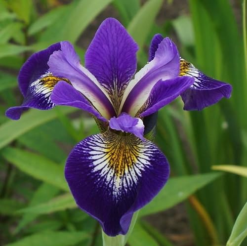 Violet Iris Versicolor Flower Seeds – Heirloom Non-GMO High Germination Organic Garden Seeds
