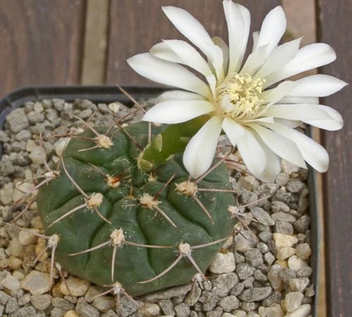 White Gymnocalycium Eurypleurum Flower Seeds – Heirloom, Non-GMO, High Germination