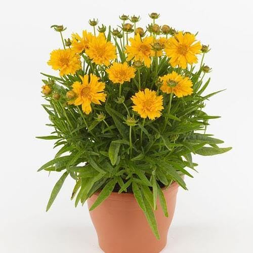 Coreopsis Flower Seeds – Heirloom, Non-GMO, High Germination Organic Garden Seeds for Planting