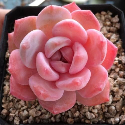 pink succulent flower seeds