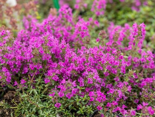 Thymus Serpyllum Flower Seeds for Planting – Heirloom, Non-GMO, High Germination Organic Garden Seeds