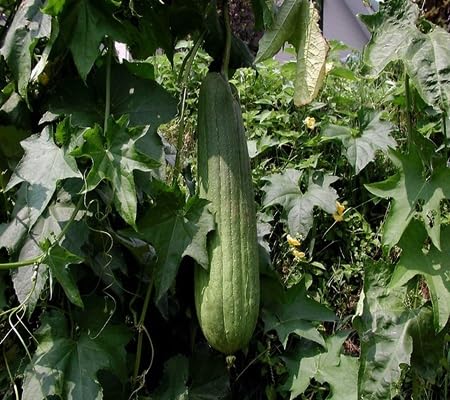 Luffa Gourd Seeds – Heirloom, Non-GMO, High Germination Organic Garden Seeds Planting