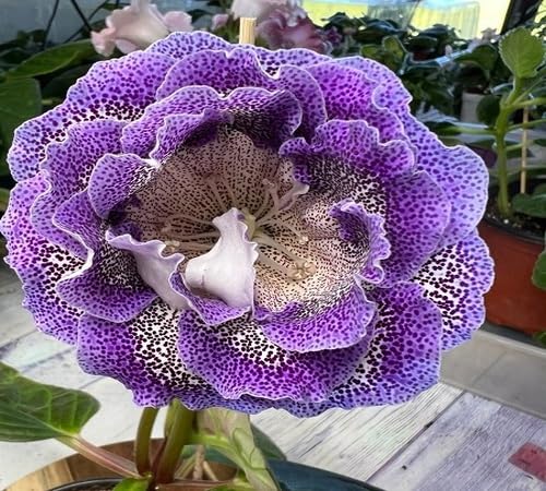 Purple White Gloxinia Flower Seeds Heirloom Non-GMO High Germination Organic Garden Seeds for Planting