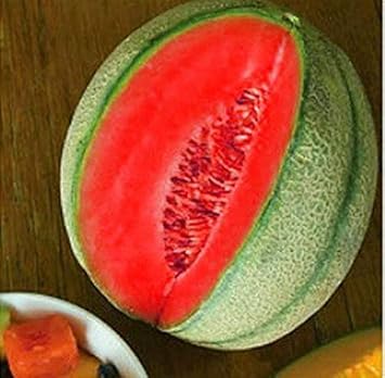 Red Cantaloupe Melon Fruit Seeds for Planting – Heirloom Non-GMO High Germination Organic Garden Seeds for Sweet Juicy Melons