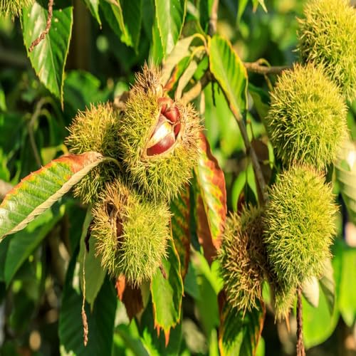 greenchestnuttreeheirloomnongmo flower seeds