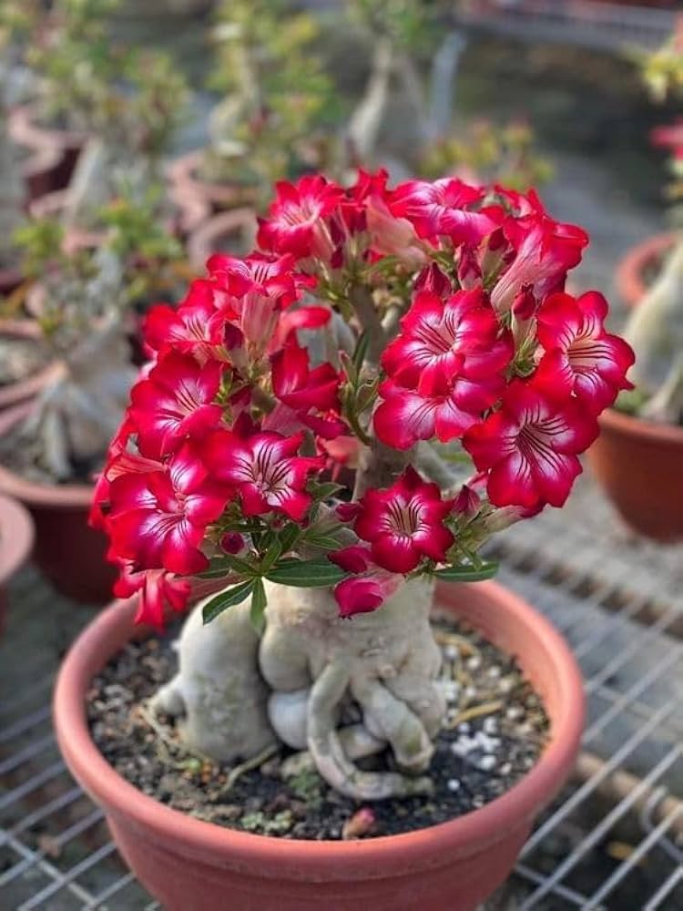 Rainbow Desert Rose Adenium Seeds for Planting