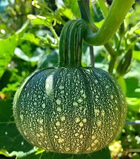 Green Pumpkin Seeds – Heirloom, Non-GMO, High Germination Organic Garden Seeds Planting