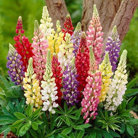 Mixed Lupine Flower Seeds – Heirloom, Non-GMO, High Germination Organic Garden Seeds for Planting