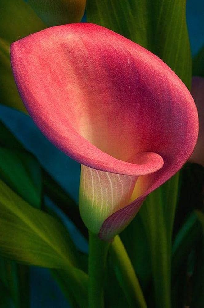 calla lily flower seeds