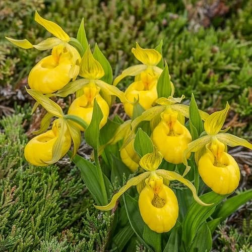 Yellow Cypripedium Flowers Seeds – Heirloom, Non-GMO, High Germination Organic Garden Seeds