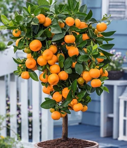 Orange Calamondin Tree Seeds – Heirloom, Non-GMO, High Germination Organic Garden Seeds