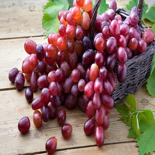 Red Grape Seeds – Heirloom, Non-GMO, High Germination Organic Garden Seeds