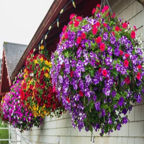 mixed hanging flower seeds