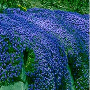 creepingthymeheirloomnongmo flower seeds
