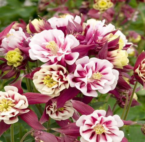 White Red Aquilegia Flower Seeds for Planting Heirloom Non-GMO High Germination Organic Garden Seeds