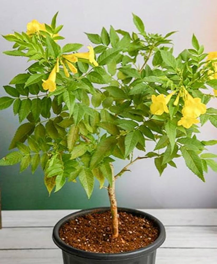 Yellow Heimia Salicifolia Flower Seeds – Heirloom, Non-GMO, High Germination Seeds