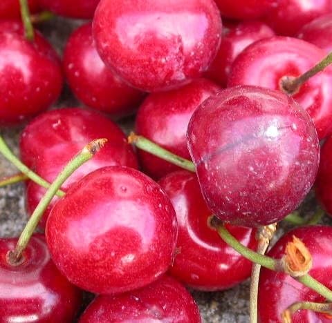 Red Cherry Seeds – Heirloom, Non-GMO, High Germination Organic Garden Seeds