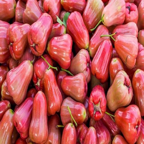 Rose Apple Fruit Seeds for Planting – Heirloom Non-GMO High Germination Organic Garden Seeds