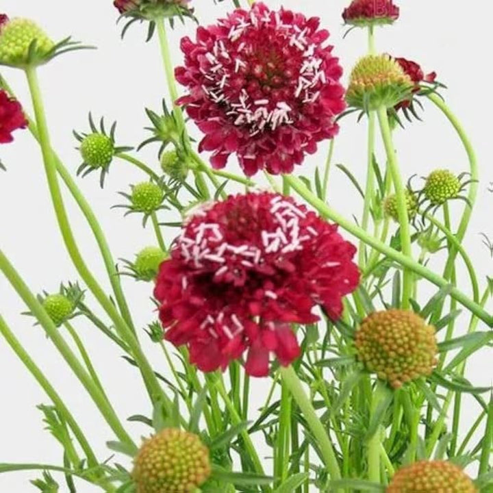 Pink Scabiosa Atropurpurea Flower Seeds for Planting – Heirloom, Non-GMO High Germination Organic Garden Seeds