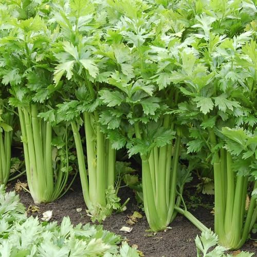 Celery Seeds – Heirloom, Non-GMO, High Germination Organic Garden Seeds Planting