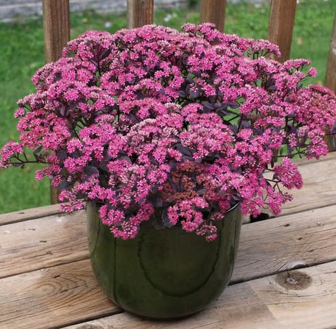 pink sedum flower seeds