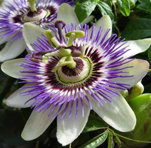 Purple White Passion Flower Seeds Heirloom Non-GMO High Germination Organic Garden Seeds for Planting