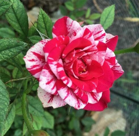 Pink White Rose Flower Seeds for Planting – Heirloom Non-GMO High Germination Organic Garden Seeds