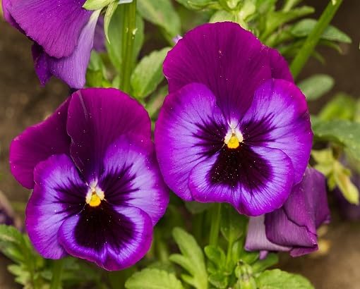 Purpurfarbene Stiefmütterchen-Samen – Alte Sorte, gentechnikfrei, keimstark, Bio-Gartensamen zum Pflanzen