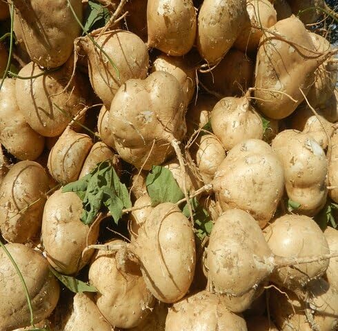 Brown Jicama Seeds – Heirloom, Non-GMO, High Germination Organic Garden Seeds Planting
