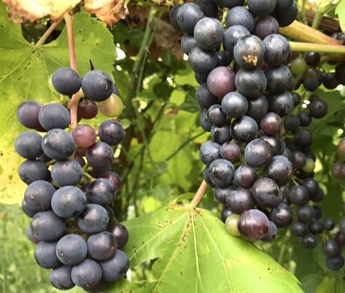 Grapes Seeds Black – Heirloom, Non-GMO, High Germination Organic Garden Seeds