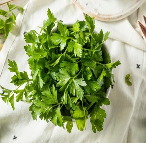 Green Parsley Plant Seeds Heirloom Non-GMO High Germination Organic Garden Seeds for Planting