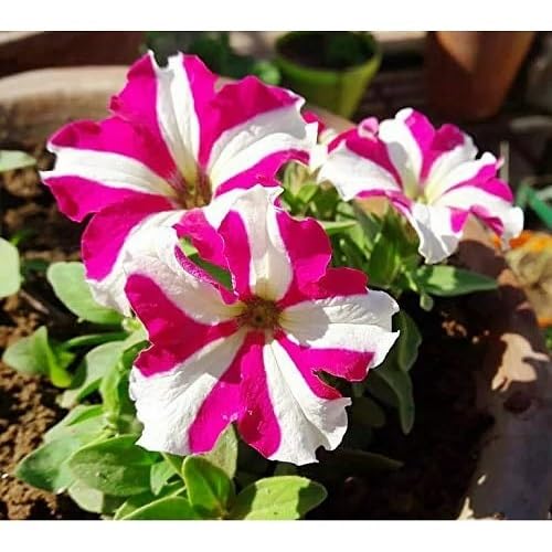 Pink Petunia Flower Seeds – Heirloom Non-GMO High Germination Organic Garden Seeds for Planting