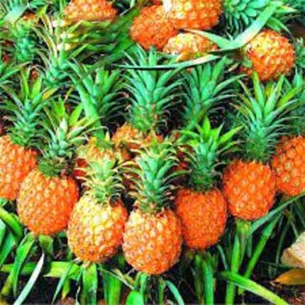 Orange Pineapple Seeds – Heirloom, Non-GMO, High Germination Organic Garden Seeds