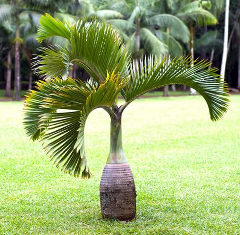 green hyophorbe flower seeds