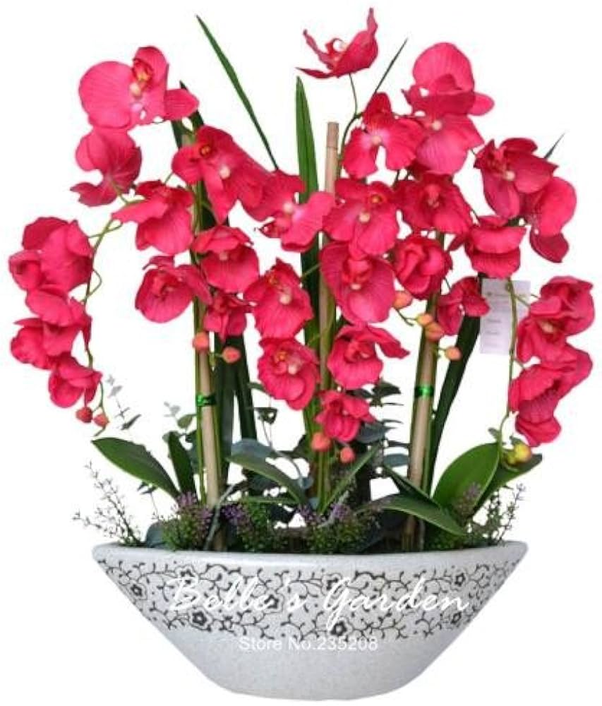 phalaenopsis bonsai flower seeds