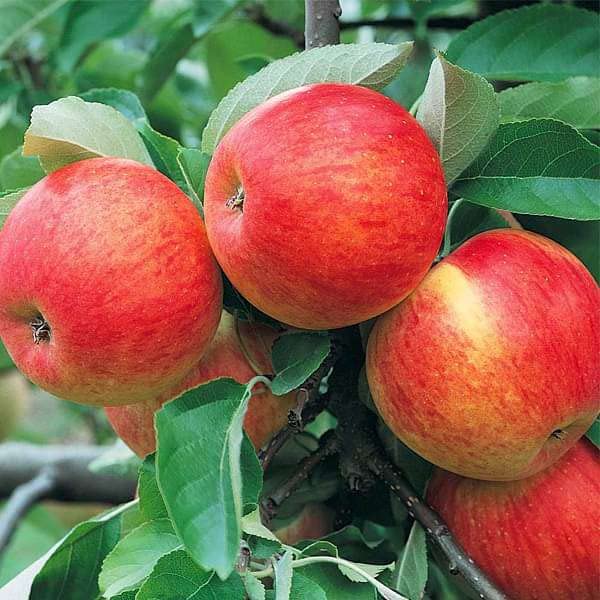Red Apples Tree Seeds – Heirloom, Non-GMO, High Germination Organic Garden Seeds