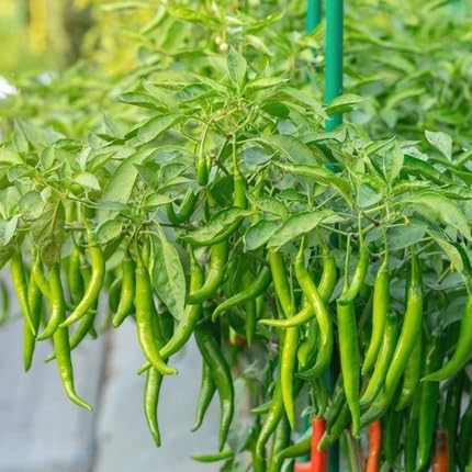 Chilli Seeds – Heirloom, Non-GMO, High Germination Organic Garden Seeds Planting