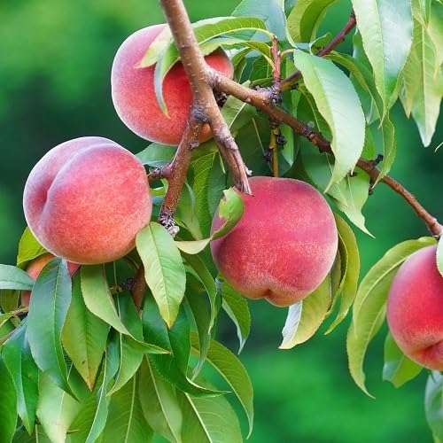 Peach Seeds – Heirloom, Non-GMO, High Germination Organic Garden Seeds