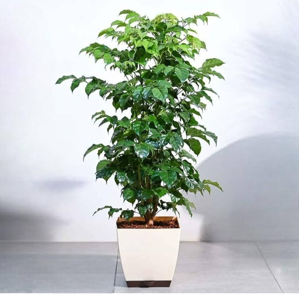 Green Radermachera Sinica Seeds for Planting – Heirloom, Non-GMO, High Germination Organic Decorative Garden Seeds