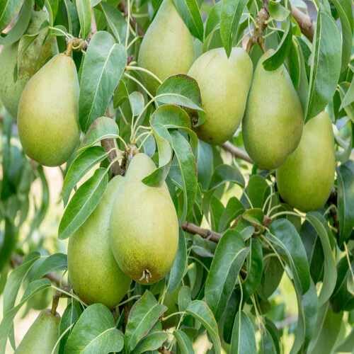 Pear Seeds – Heirloom, Non-GMO, High Germination Organic Garden Seeds