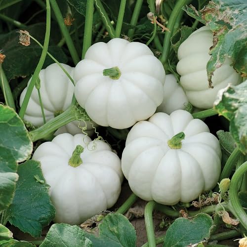 White Pumpkin Seeds – Heirloom, Non-GMO, High Germination Organic Garden Seeds Planting