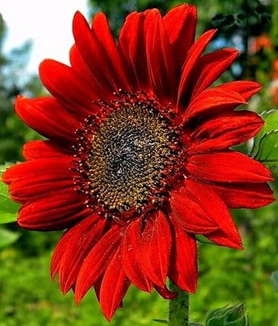 Sunflower Flower Seeds Red Heirloom Non-GMO High Germination Organic Garden Seeds