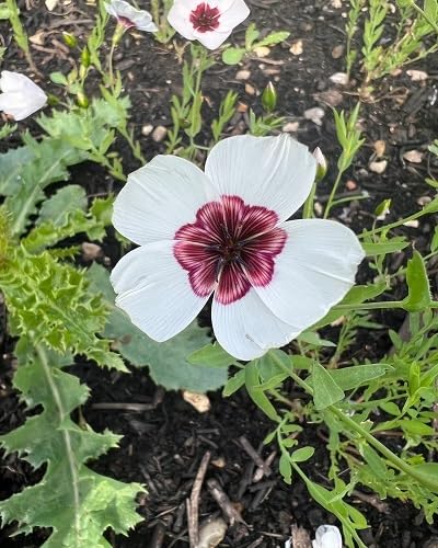 White Linum Grandiflorum Flower Seeds Heirloom Non-GMO High Germination Organic Garden Seeds for Planting