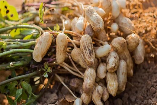 Peanut herb seeds