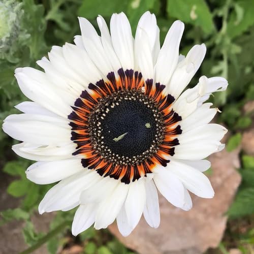 White Black Venidium Flower Seeds – Heirloom Non-GMO High Germination Organic Garden