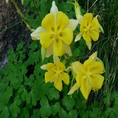 Yellow Aquilegia Flower Seeds for Planting – Heirloom, Non-GMO, High Germination Organic Garden Seeds