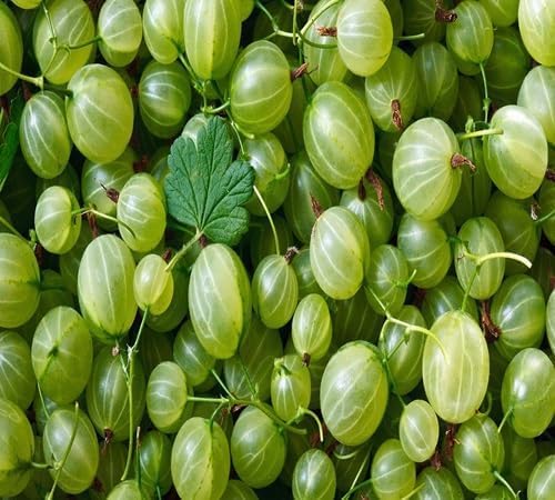 Gooseberry Fruit Seeds – Heirloom, Non-GMO, High Germination Organic Garden Seeds