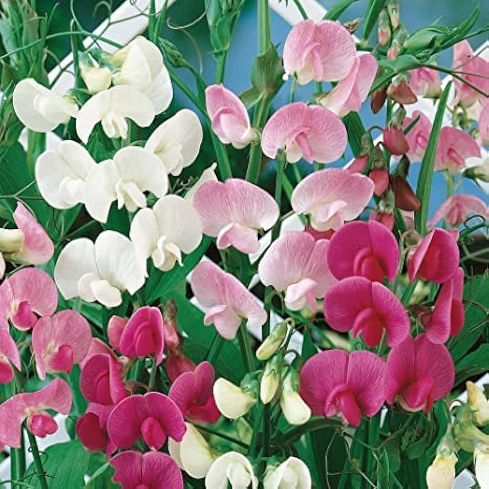sweet pea flower seeds