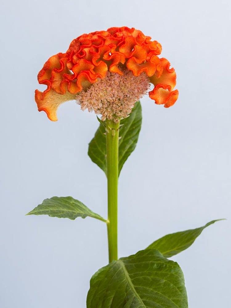 Orange Cockscomb Flower Seeds – Heirloom, Non-GMO, High Germination Seeds